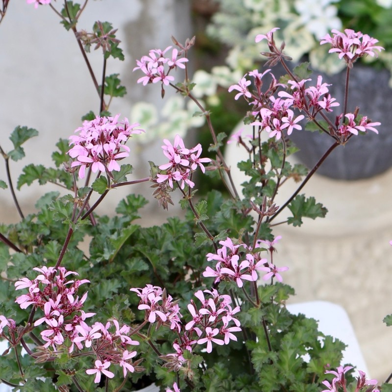 ペラルゴニウム｜花付き抜群の育てやすい多年草｜ネット通販ショップ