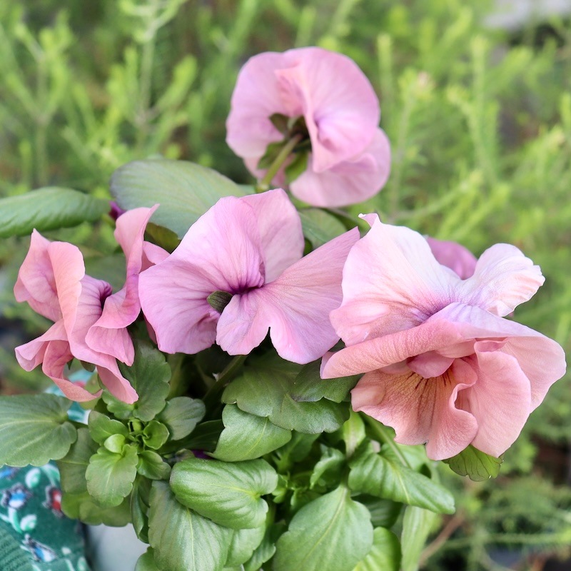 画像の現品1点限り☆八重咲きパンジー「ルナ・ドゥーブル」40番　