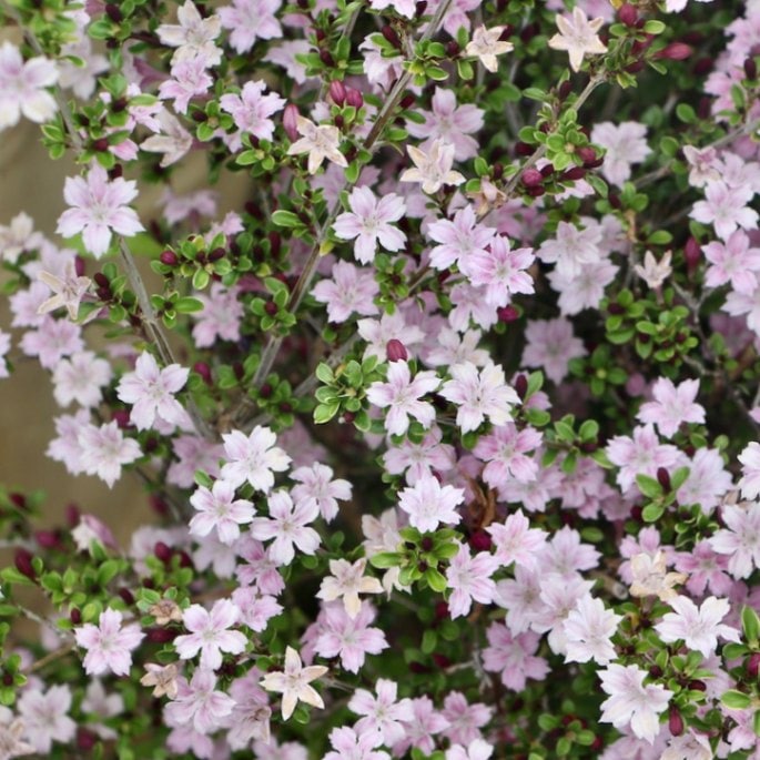 最後の1株!! オススメの花木☆紅丁花(コウチョウゲ)