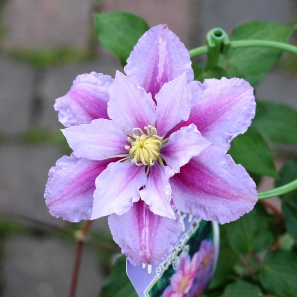 四季咲きクレマチス「ピール」2→3年生株(特大4.5号苗)