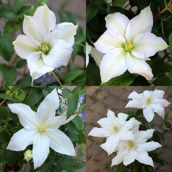 四季咲きクレマチス「ロコ・コラ」5年生株(特大5号苗)