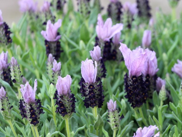 四季咲きフレンチラベンダー・バンデラ「パープル」(大ポット)