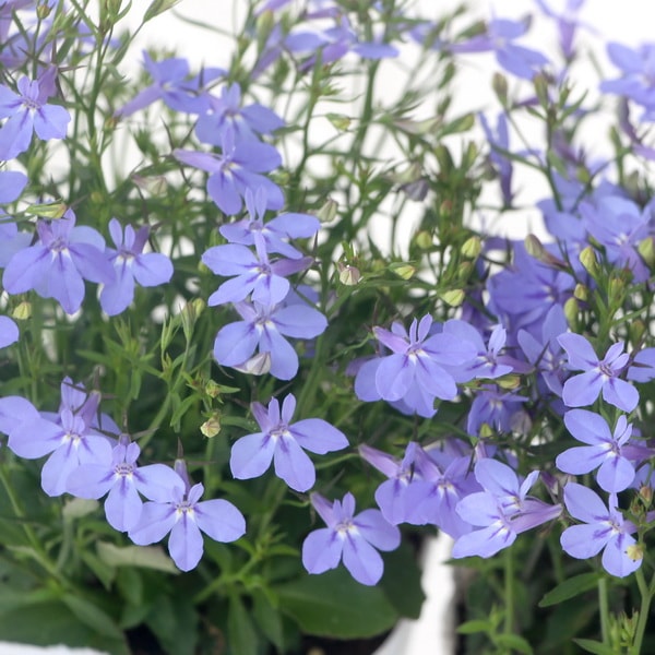 宿根サマーロベリア・マーメイド「アクアマリン」(3.5号ポット)