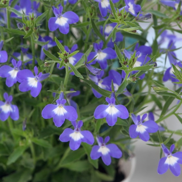 宿根サマーロベリア・マーメイド「サファイア」(3.5号ポット)