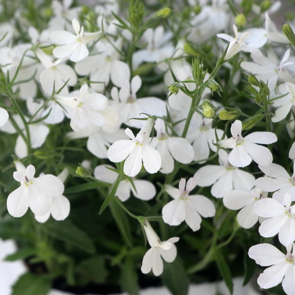 宿根サマーロベリア・マーメイド「パール」(3.5号ポット)