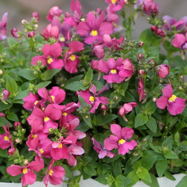 宿根ネメシア「アレンジチェリーピンク」(3.5号ポット)