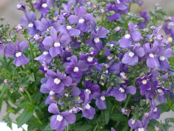 宿根ネメシア「アレンジラベンダー」(3.5号ポット)