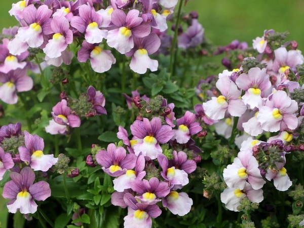 ベストセレクション4 サイカス カイルンシアナ ブルー葉 ドワーフ 最高！ ベストセレクション4 サイカス カイルンシアナ ブルー葉 ドワーフ 最高