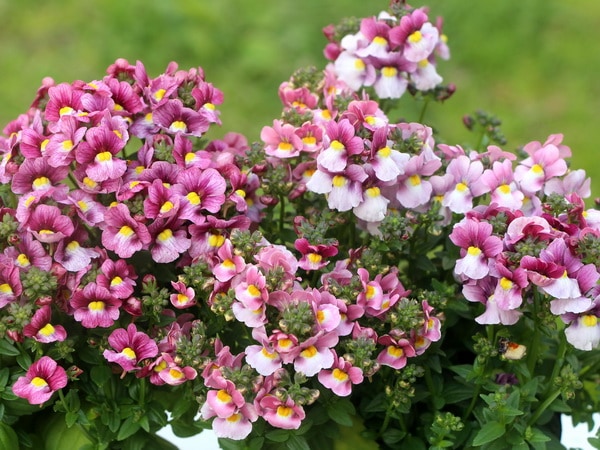 宿根ネメシア・セブンスヘブンコンパクト「ローズバイカラー」(特大4号ポット)