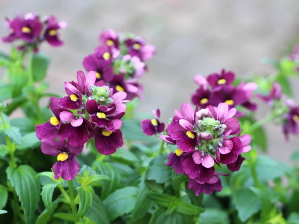 宿根ネメシア・ニモ「カーマイン」(大ポット)