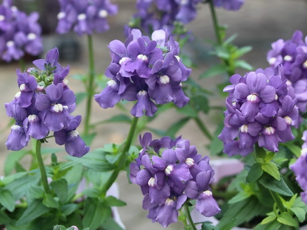 宿根ネメシア・ニモ「ブルー」(大ポット)