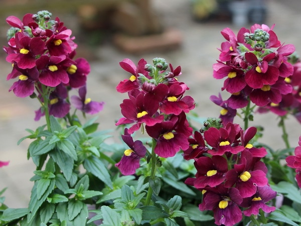 宿根ネメシア・ニモ「ボルドー」(大ポット)