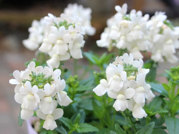 宿根ネメシア・ニモ「ホワイト」(大ポット)