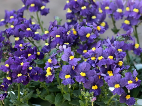 宿根ネメシアF1セブンスヘブン「ブルー」