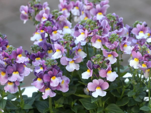 宿根ネメシアF1セブンスヘブン「ラベンダーバイカラー」