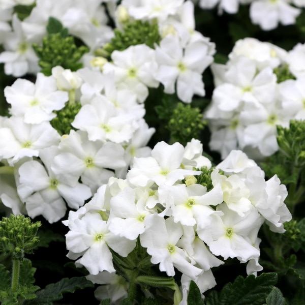 宿根バーベナ・エンプレス２「ホワイト」(3.5号ポット)