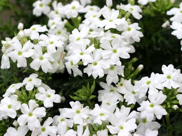 宿根バーベナ・こんぺいとう「ホワイト」(3号ロングポット)