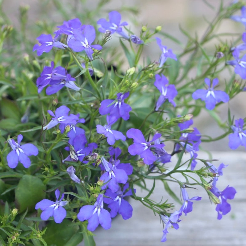 宿根ロベリア・アナベル「ブルー」