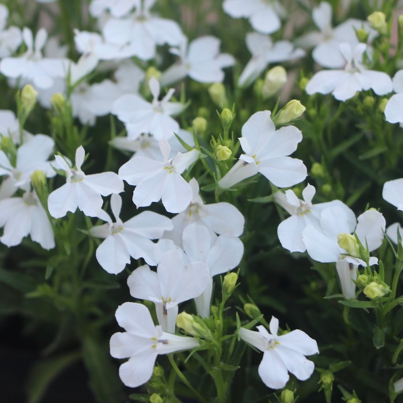 宿根ロベリア・アナベル「ホワイト」