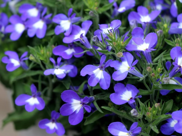 宿根ロベリア・ホット「ババリア」(3.5号ポット)