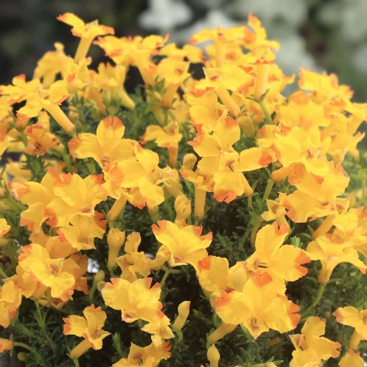 最後の1株!! 花付き抜群☆初恋草「エクレール・ミカ」【3.5号鉢】