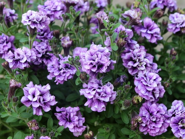 小輪八重ペチュニア・リトルホリデー「ダブルブルーアイス」(特大4号ポット)