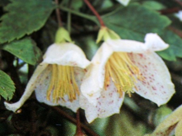 常緑クレマチス「カリシナ」