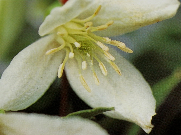 常緑クレマチス「シルホサ」