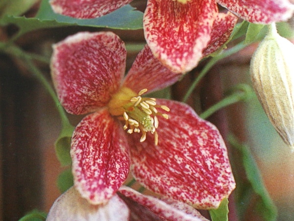 常緑クレマチス「シルホサ・フレックス」