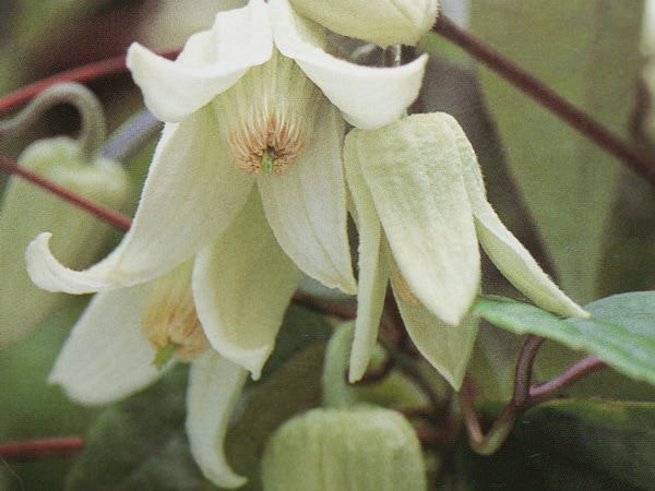 常緑クレマチス「ホワイト・エンジェル」