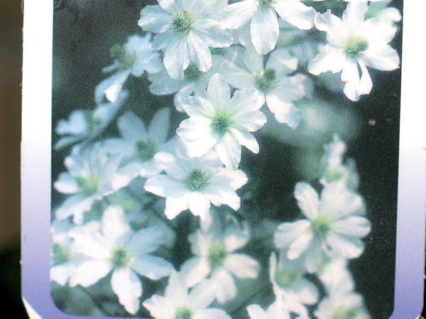 常緑クレマチス・フォステリー系「アーリーセンセーション」