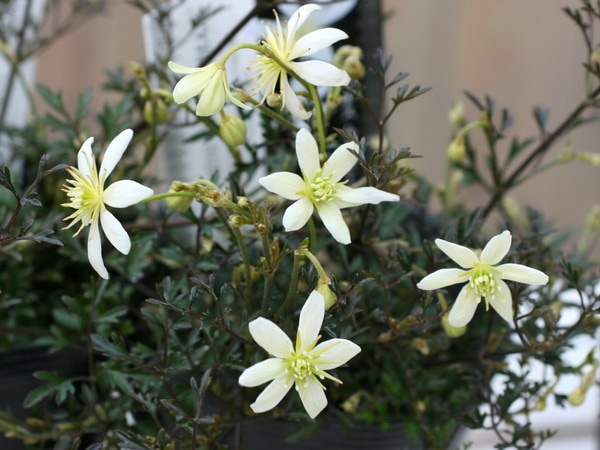 常緑クレマチス・フォステリー系「ムーンビーム」