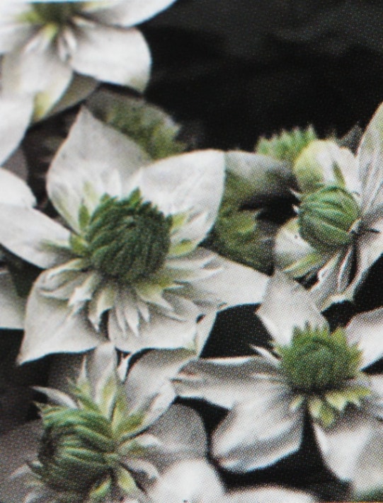 常緑クレマチス・フロリダ系「白万重」