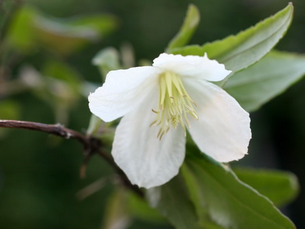 常緑冬咲きクレマチス「シルホサ・ジングルベル」
