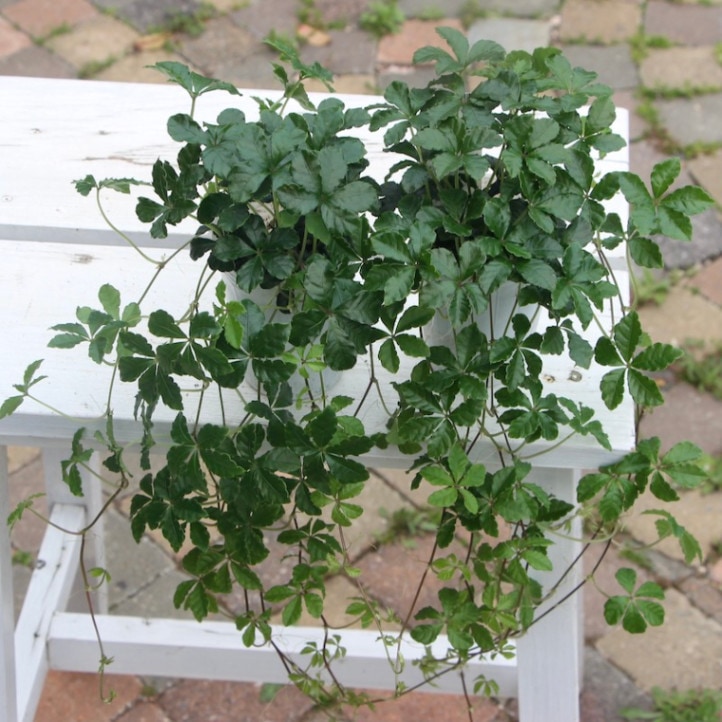 伸長40~50cmのシュガーバイン(2.5号ロングポット)