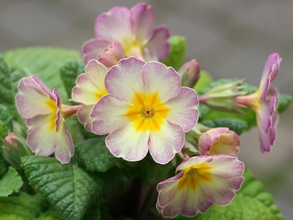 晴れの国のサクラソウ～新古今～＜C-3＞