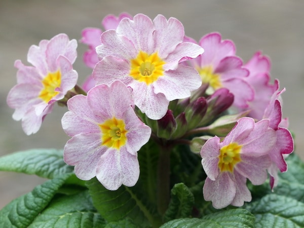 晴れの国のサクラソウ～新古今～＜D-3＞