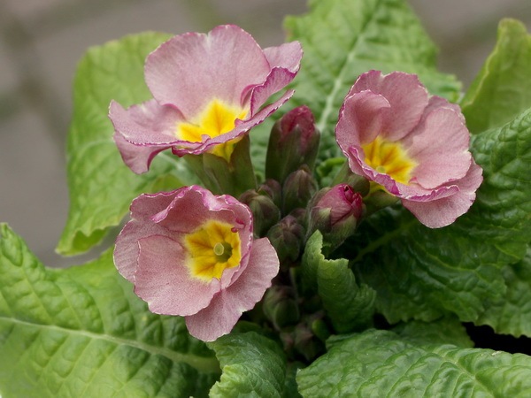 晴れの国のサクラソウ～新古今～＜F-1＞