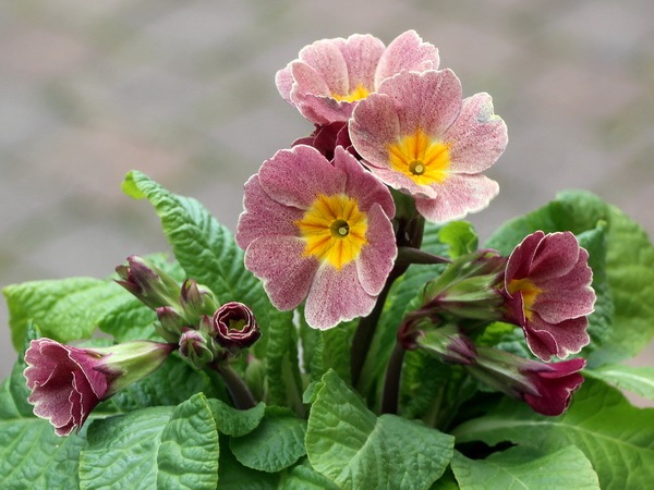 晴れの国のサクラソウ～新古今～＜G-3＞