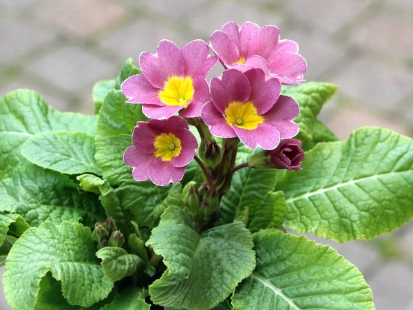 晴れの国のサクラソウ～新古今～＜H-2＞