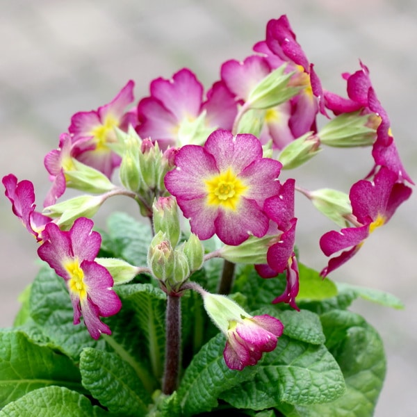 晴れの国のサクラソウ～新古今～＜J-2＞