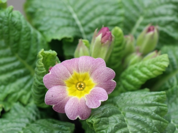 晴れの国のサクラソウ～新古今～＜L-3＞