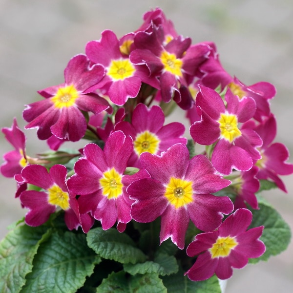 晴れの国のサクラソウ～新古今～＜P-1＞