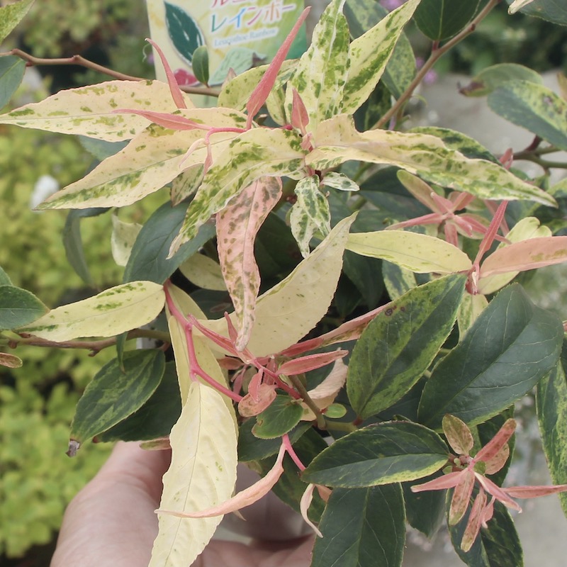 西洋イワナンテン(アメリカイワナンテン)レインボー(3号ロングポット)