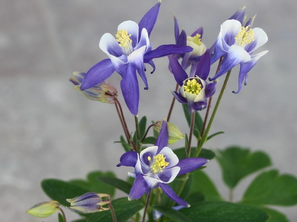 西洋オダマキ「ライトブルー」画像の現品限り!(3.5号ポット)