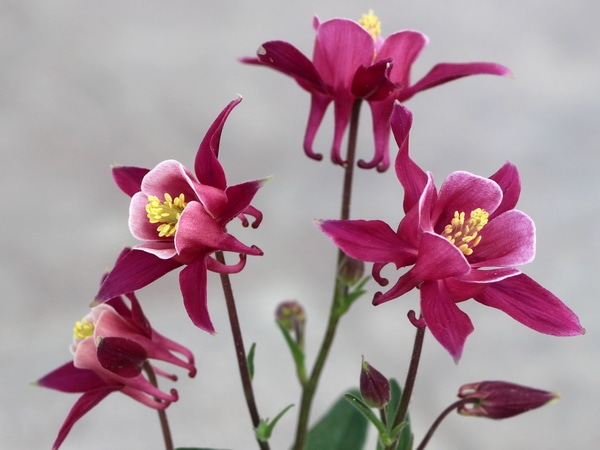 西洋オダマキ「ローズ」(3.5号ポット)