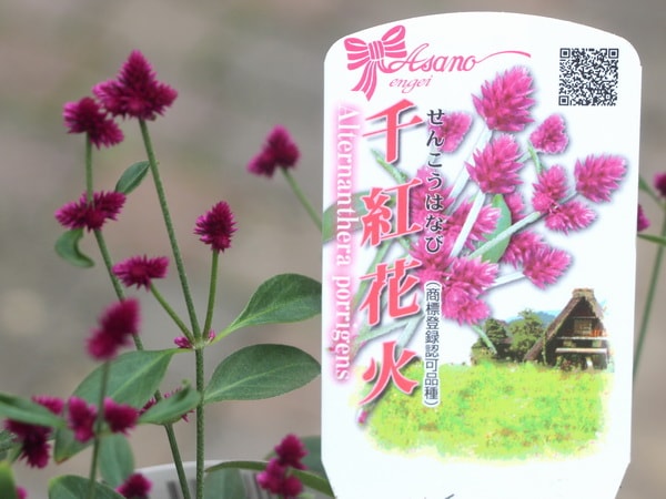 千紅花火(せんこうはなび)