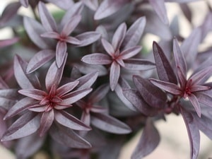 銅葉のキンギョソウ「フェアリーチョコレート」(大ポット)