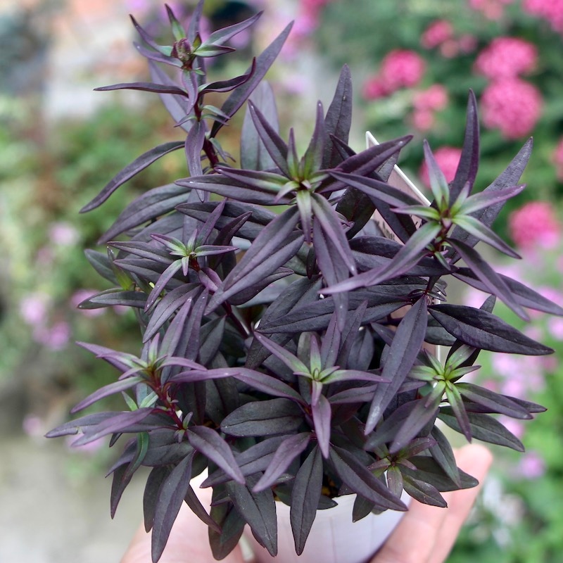 銅葉のキンギョソウ「ブロンズドラゴン」(2.5号ロングポット)