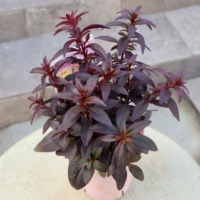 銅葉のキンギョソウ「ブロンズドラゴン」(3号ロングポット)